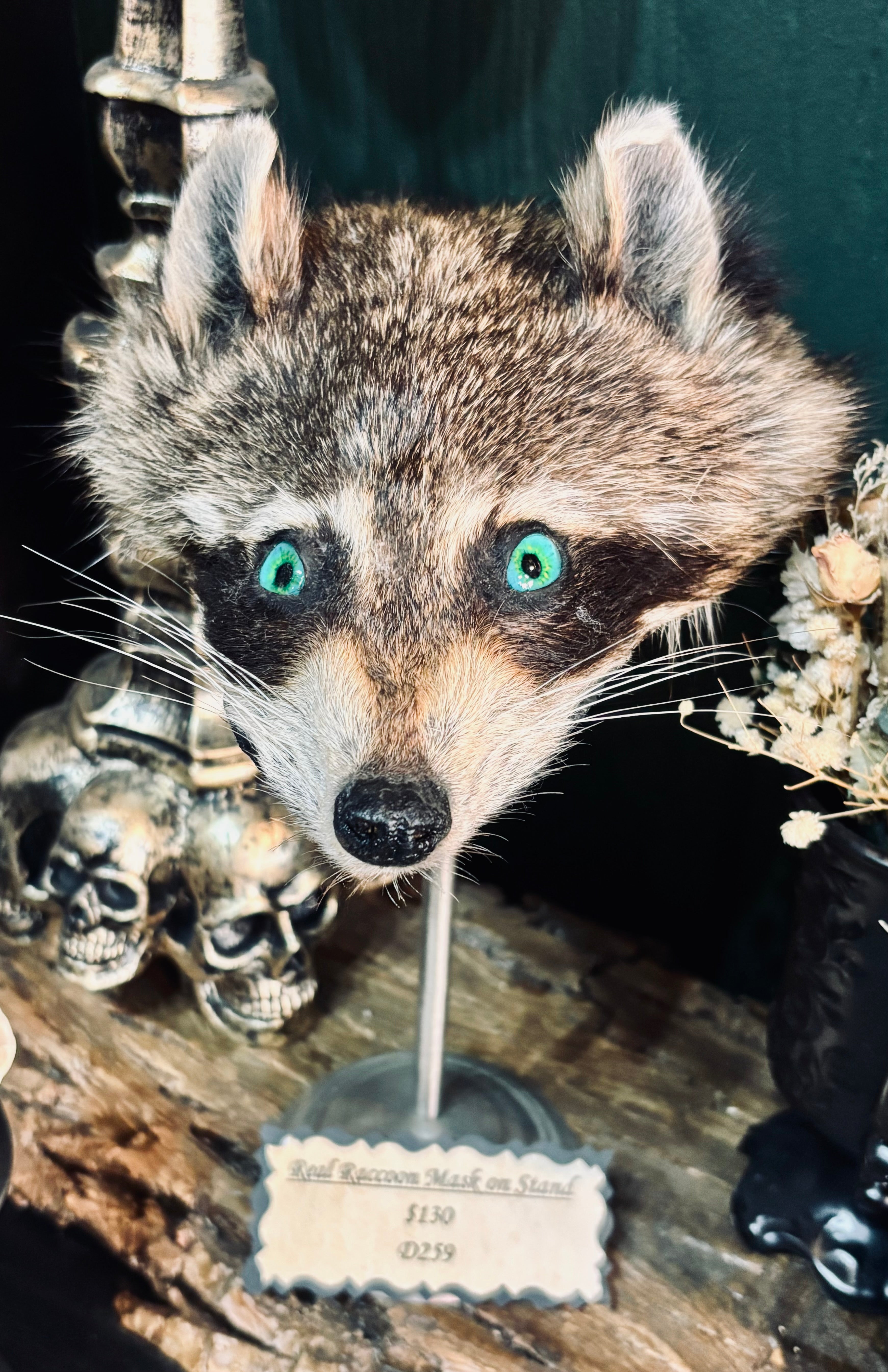 Raccoon Mask D259 – Morbid Mementos Oddities and Occult