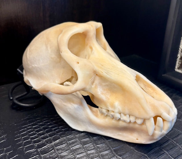Adult Female Chacma Baboon Skull D217