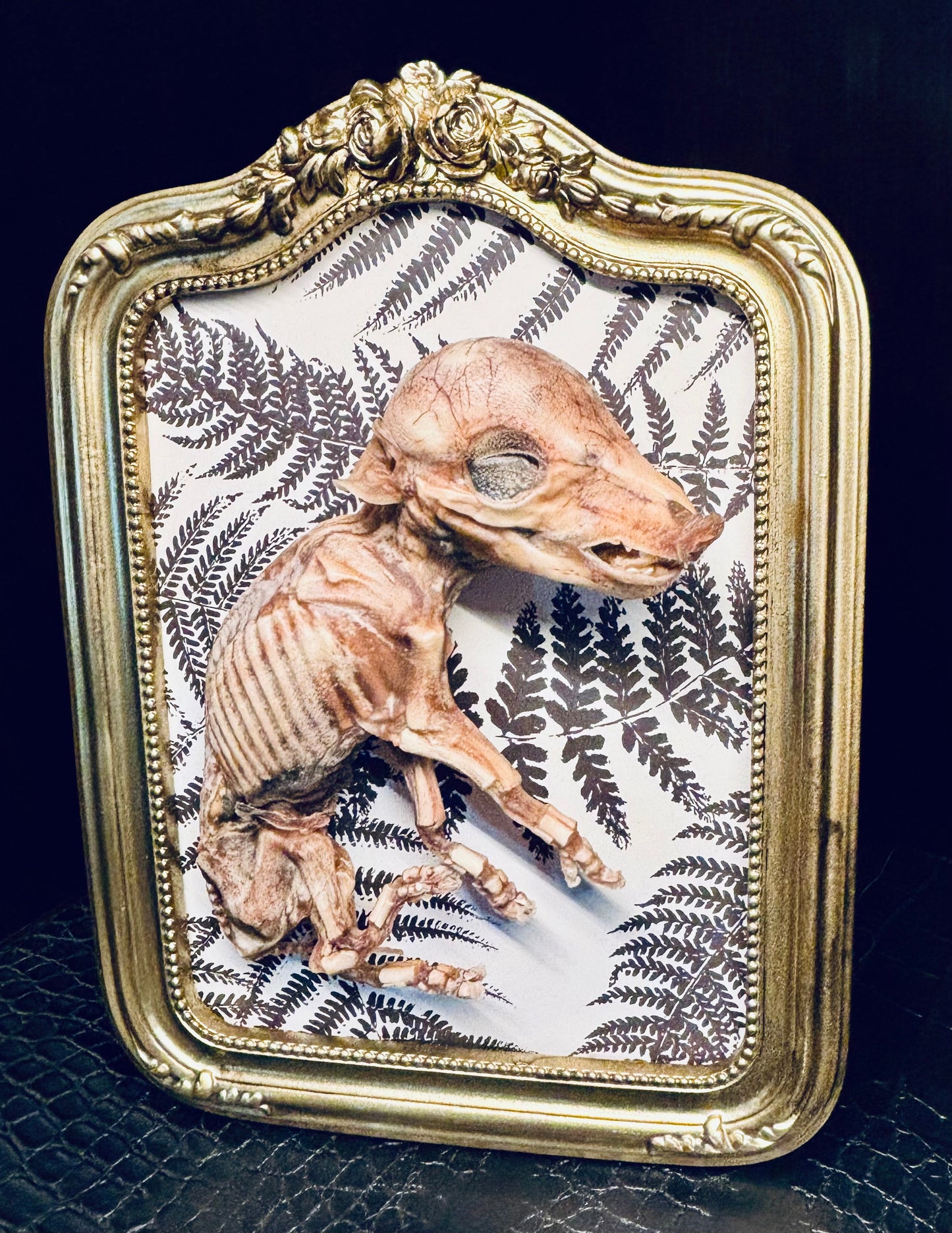 Mummified Fetal Piglet Framed D283