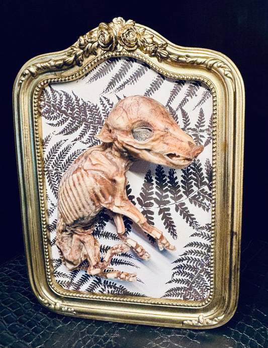 Mummified Fetal Piglet Framed D283