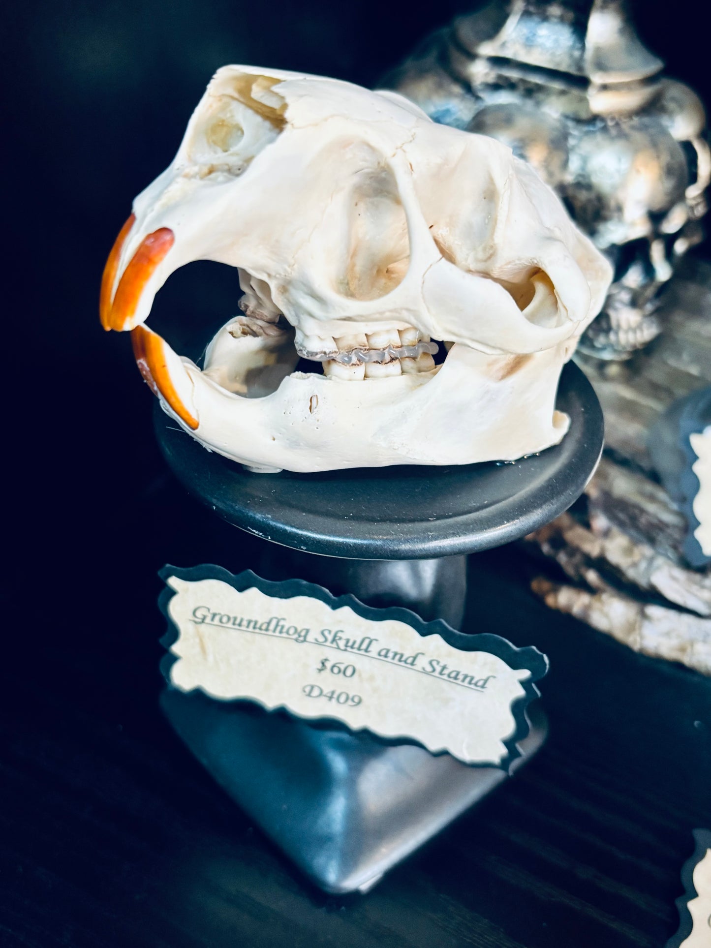 Groundhog Skull on Stand D409