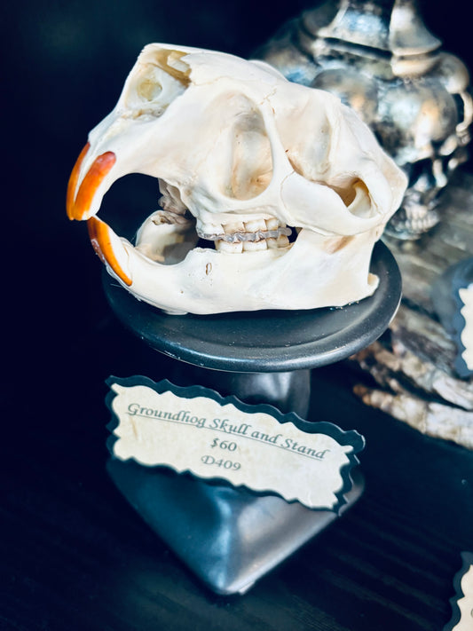 Groundhog Skull on Stand D409