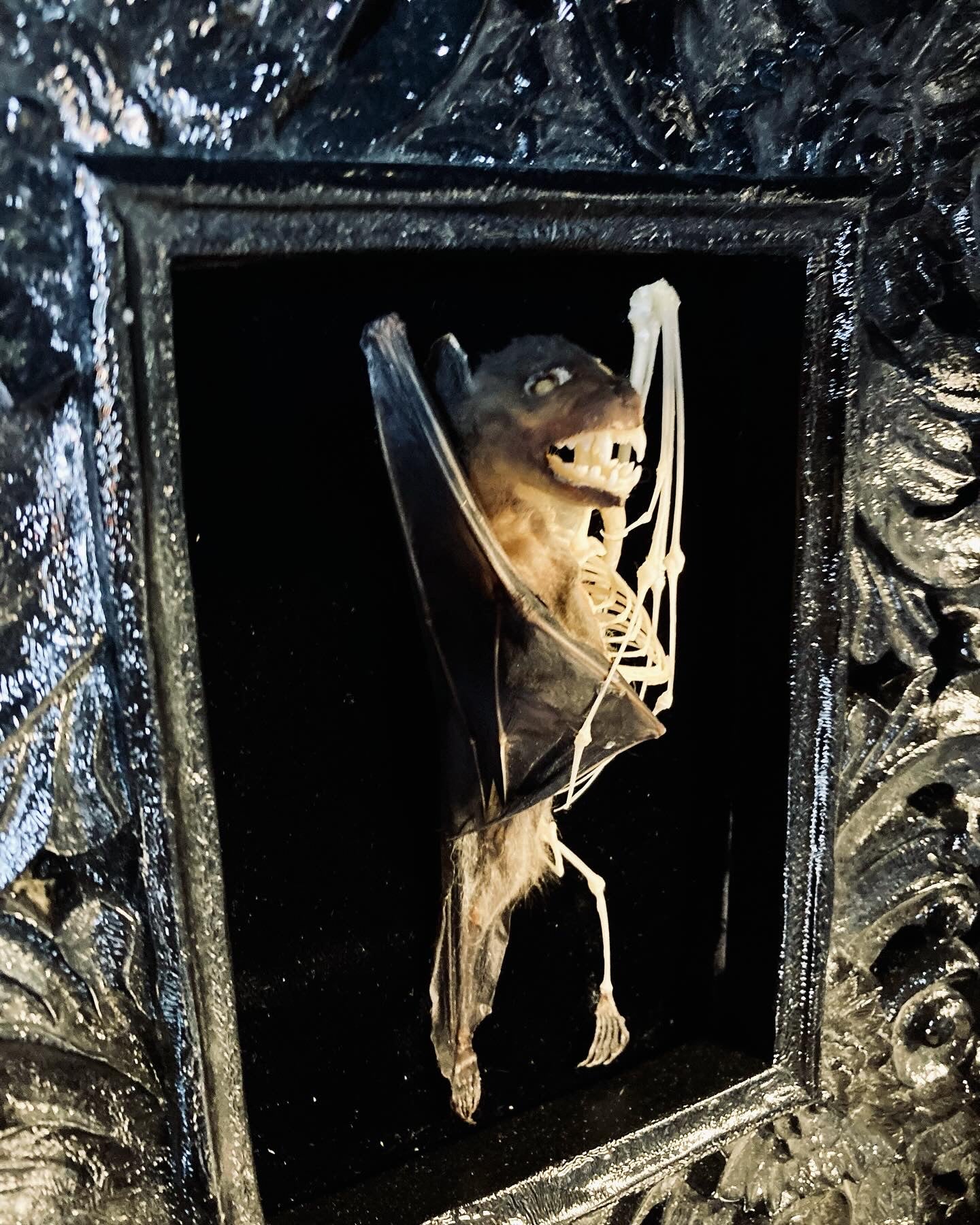 Real Bat - Half Skeleton, Half Mummified