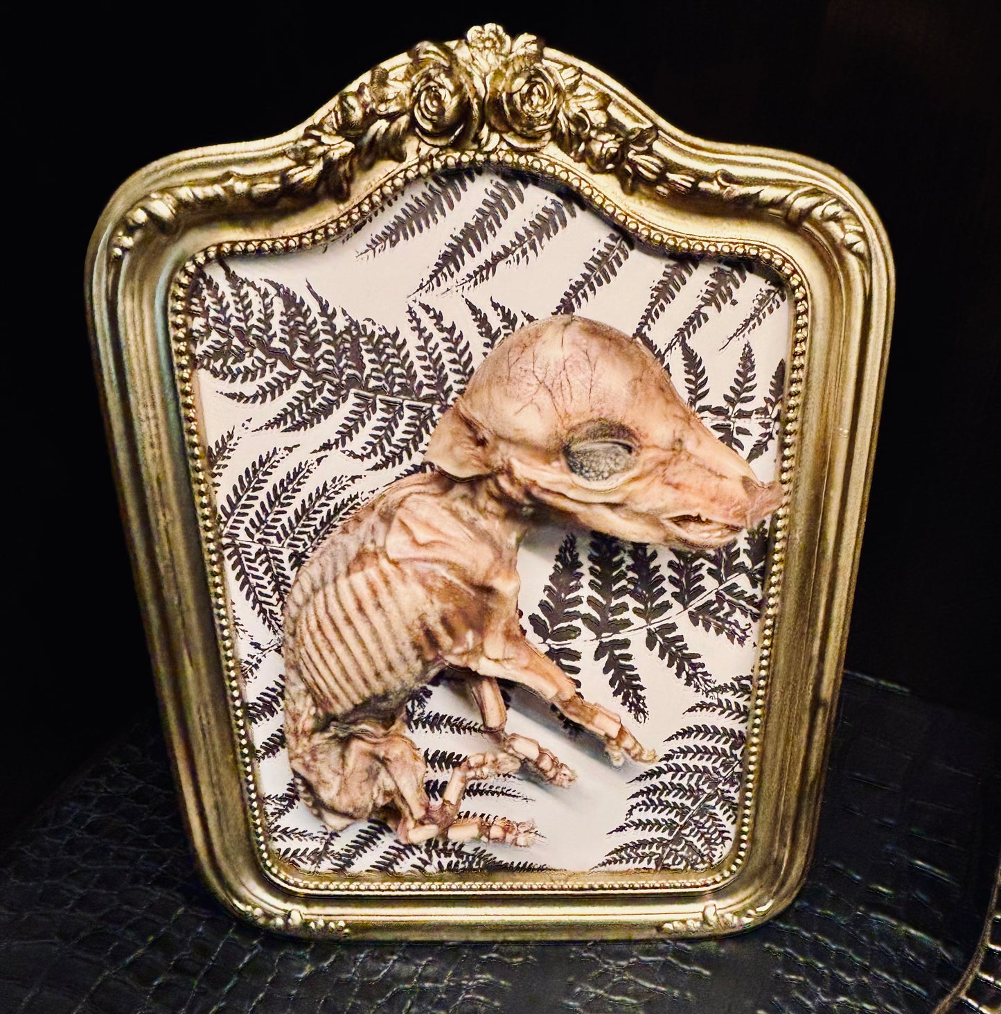 Mummified Fetal Piglet Framed D283