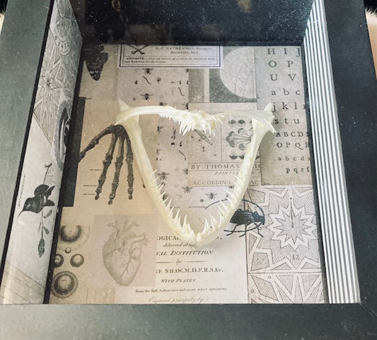 Real Angler Fish Jaw Shadow Box D282
