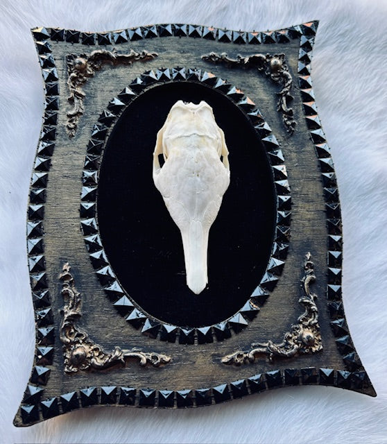 Armadillo Skull Framed D346