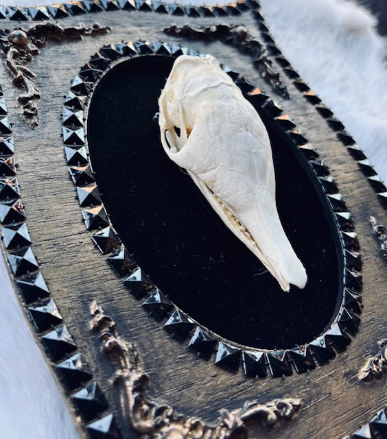 Armadillo Skull Framed D346