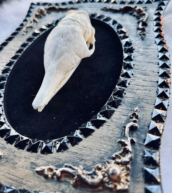 Armadillo Skull Framed D346