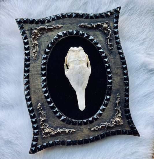 Armadillo Skull Framed D346