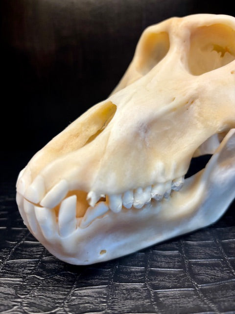 Adult Female Chacma Baboon Skull D217