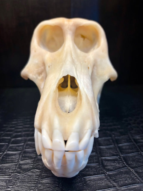 Adult Female Chacma Baboon Skull D217