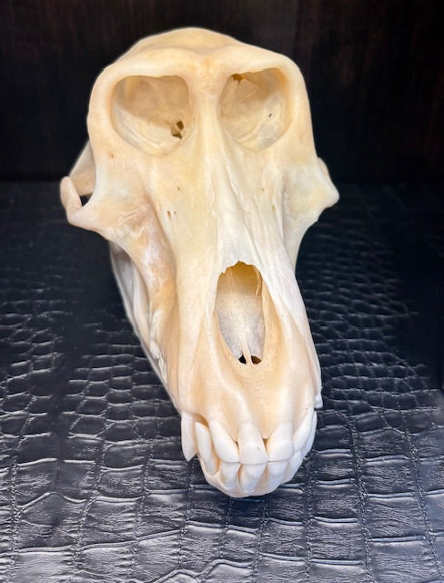 Adult Female Chacma Baboon Skull D217