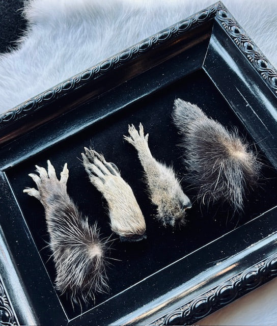 Mummified Critter Feet Frame D224