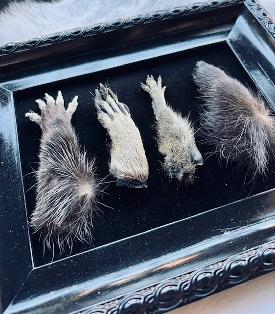 Mummified Critter Feet Frame D224