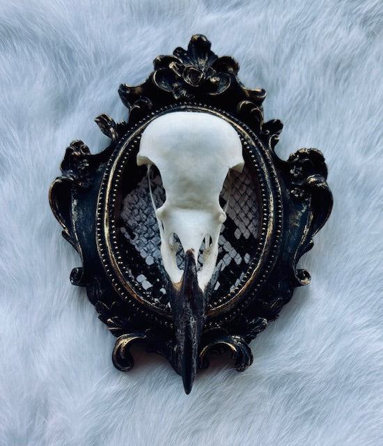 Carrion Crow Skulls Framed D377