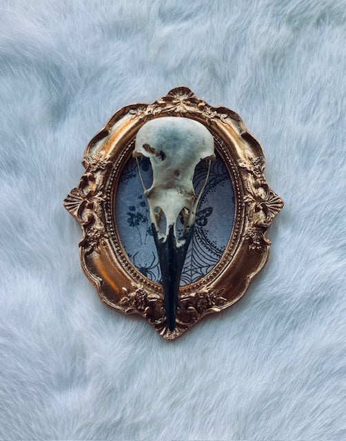 Carrion Crow Skulls Framed D377