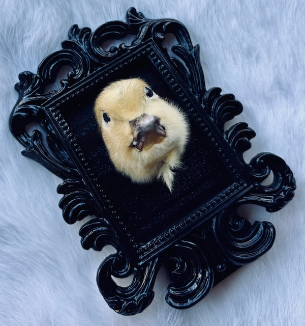 Taxidermy Duck Head D352