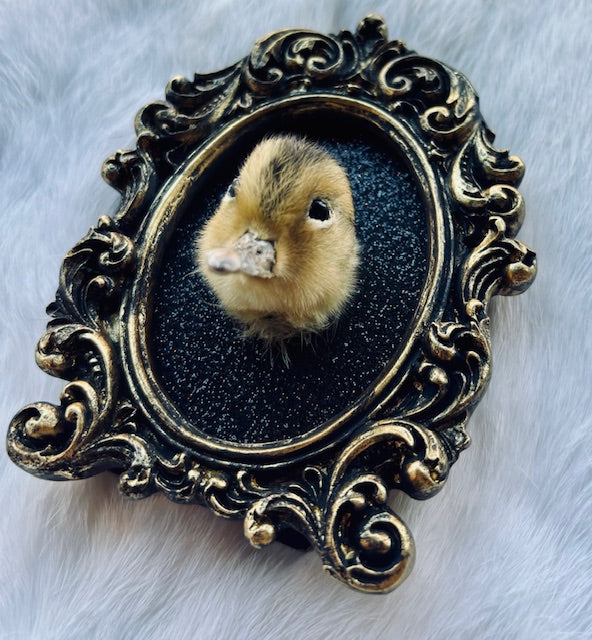 Taxidermy Duck Head D352