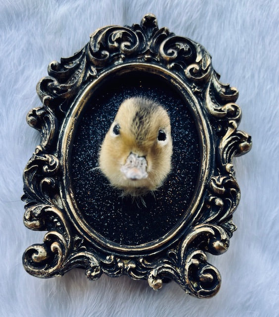 Taxidermy Duck Head D352