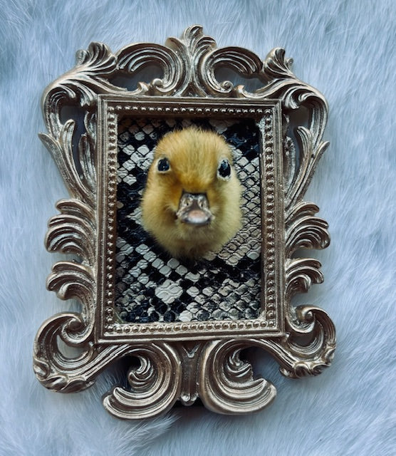 Taxidermy Duck Head D352