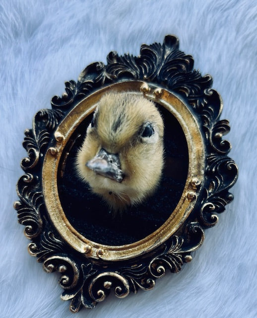 Taxidermy Duck Head D352