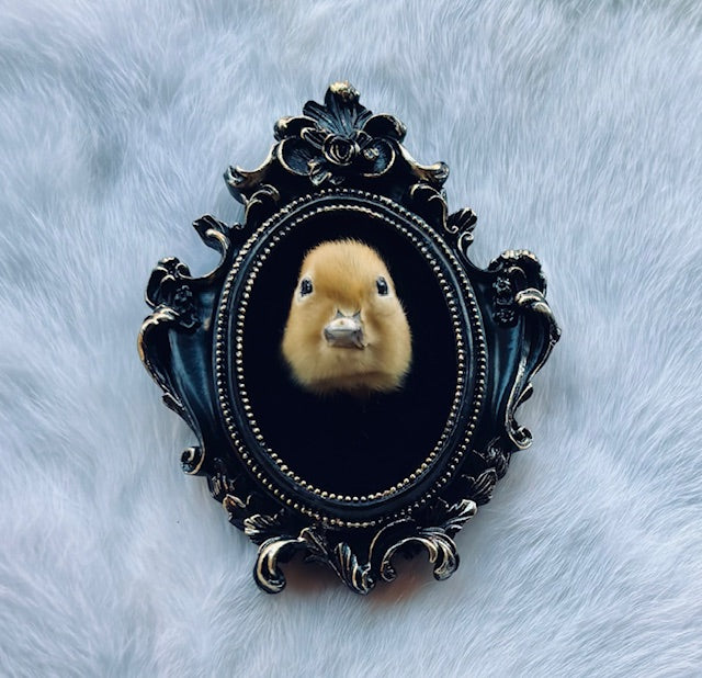 Taxidermy Duck Head D352