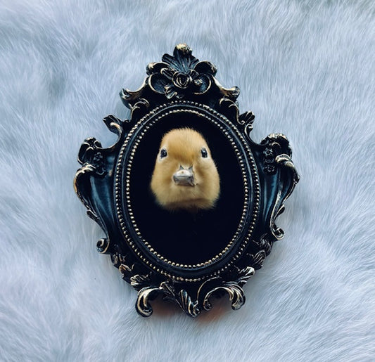 Taxidermy Duck Head D352