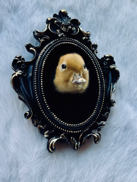 Taxidermy Duck Head D352