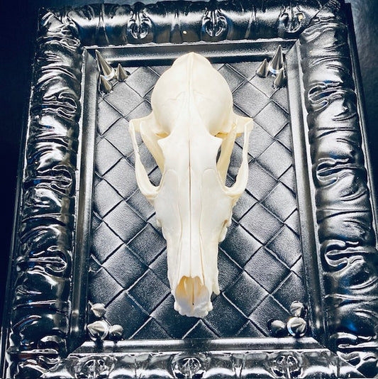 Real Fox Skull in Gothic Frame