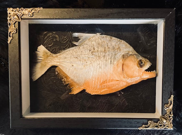 Real Framed Preserved Piranha, Ethically Sourced, Taxidermy Piranha, Oddity, Boy outlet Bedroom Decor, Fun Art, Gift for Him, Taxidermy Collectable