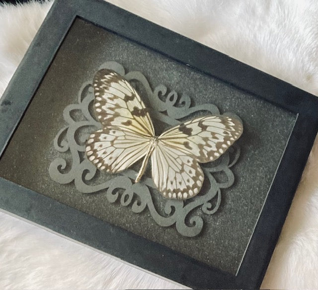 Real Butterfly Shadowbox