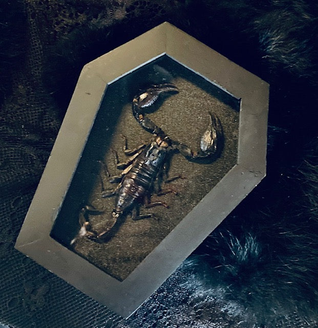 Real Scorpion in Coffin Frame