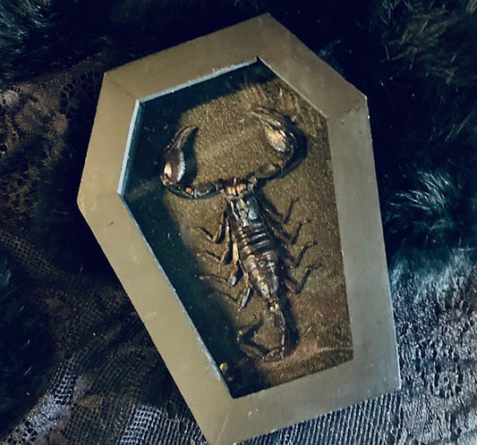 Real Scorpion in Coffin Frame