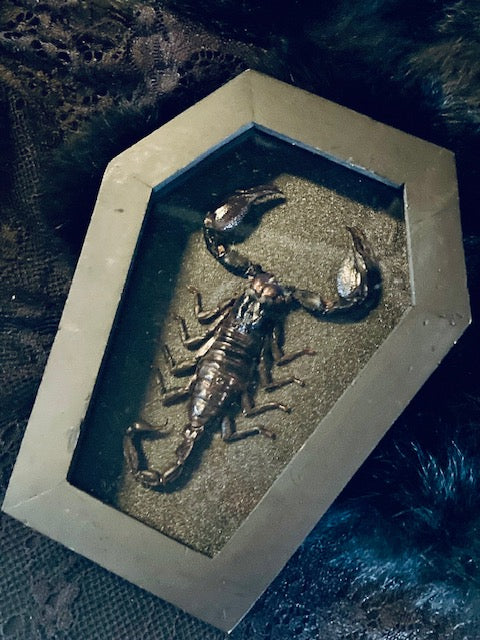 Real Scorpion in Coffin Frame