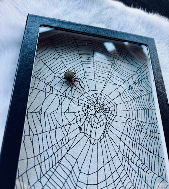 Spotted Orb Weaver Spider D515