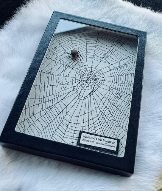 Spotted Orb Weaver Spider D515