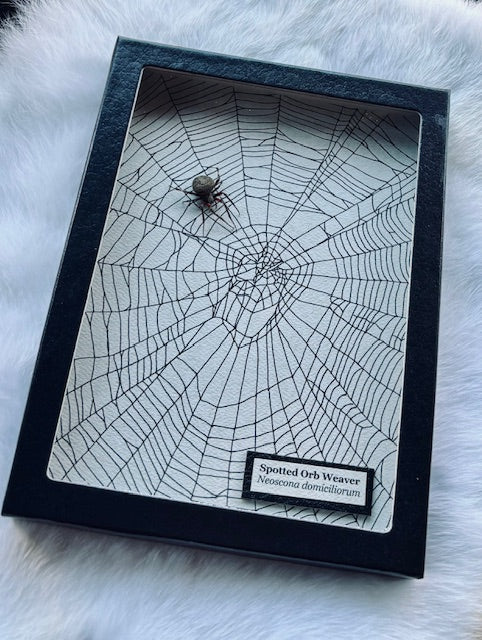 Spotted Orb Weaver Spider D515