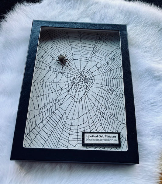 Spotted Orb Weaver Spider D515